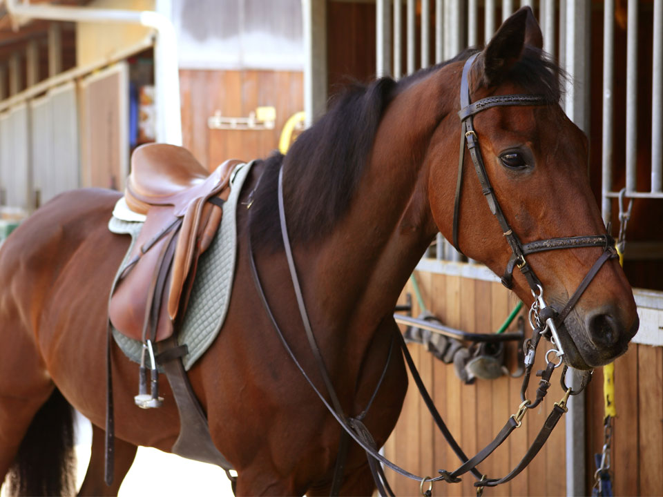 Horse equipment